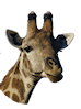 giraffe headshot