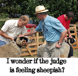 judging sheep